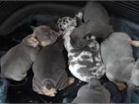 Französische Bulldoggen Welpen