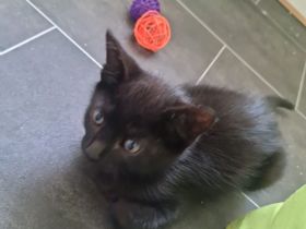 Absolute Schmusekater 12 w. Alt