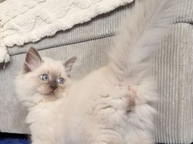 Sibirische Katze, Neva Masquerade mit Stammbaum