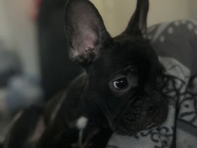 Französische Bulldogge