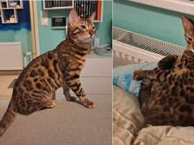 Schüchterne Bengalen