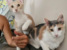 Kitten Katze Kater Minnie und Micky