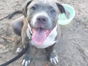 American Bully XL Welpen Weibchen