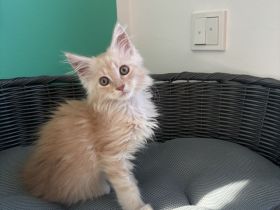 Main Coon Kitten dürfen ihr Elternhaus verlassen