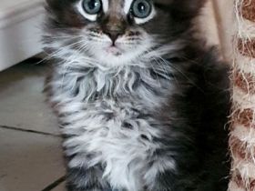 Reinrassige Maine Coon Kitten mit Stammbaum aus seriöser Hobbyzucht