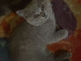 Biete bkh kitten 10 Wochen alt