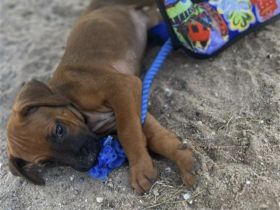 Rhodesian Ridgeback Welpen