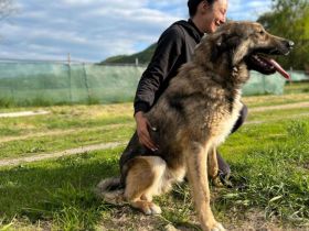 Karli sucht sein Körbchen. Adopt. Don´t shop.