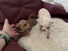 Mini Chihuahua gesucht (ab 12 Monate)