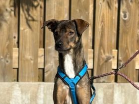Tiny Tim sucht Zuhause ohne Kinder