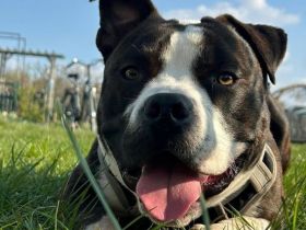 Amerikanische Bulldogge/Stafford Mischling