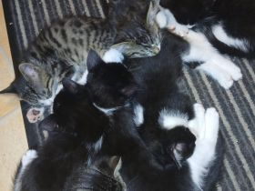 8 wunderschöne kitten