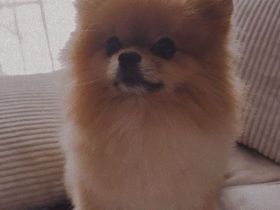 Deckrüde Pomeranian Zwergspitz