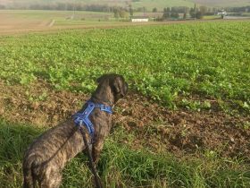 Cane Corso Doggenmischlingswelpe Stromer