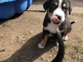 Großer Schweizer Sennenhund Welpen