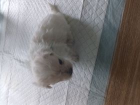 Malteser-Rüden Abgabe 1.Novemberwoche