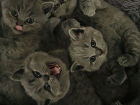 Reinrassige Britische Kurzhaar Kitten