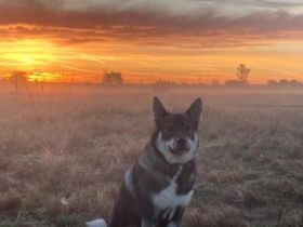 Jämthund nordische Rasse, der schwedische Nationalhund