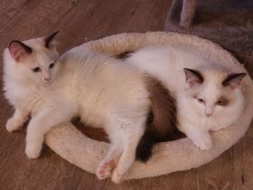 2 Ragdoll Jungs ( M ) suchen ein neues Zuhause ( nur zusammen abzugeben!)