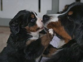 Berner Sennenhund Welpen