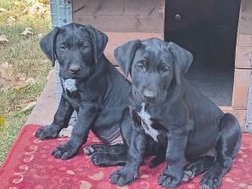 Heideterrier × Deutsch Drahthaarwelpen suchen eine neue Herausforderung