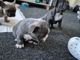 Französische Bulldoggenwelpen SUCHEN IHR DAUERHAFTES ZUHAUSE 😍