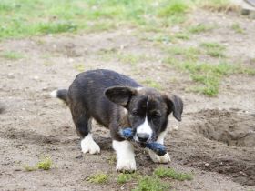 Welsh Corgi Cardigan Welpen aus VDH Zucht