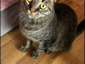 Boncuk geboren am 1.April 2023 sucht Liebevolles zuhause