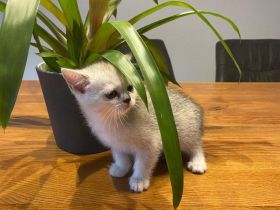 BKH Kitten suchen neuen Kuschelplatz