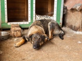 Schüchterne Duna sucht ein liebevolles Zuhause