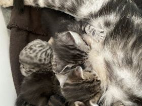 Europäische Kurzhaar Babys mit Stammbaum