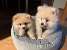 Zwergspitz Welpen Rüden Brüder