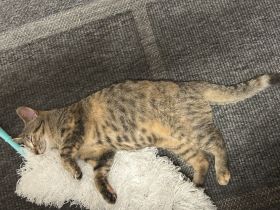 Mascha und Bea 2 Katzengeschwister