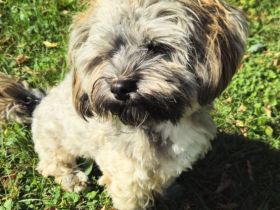 Deckrüde Havanese