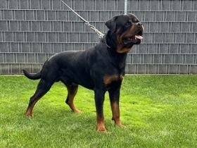 Rottweiler Deckrüde