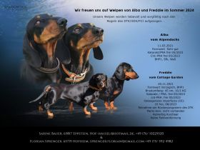 Kurzhaarteckel Standard