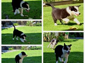 Bordercollie Welpe 3 Monate ab sofort abzugeben