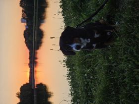 27 Wochen jungen Entlebucher Sennenhund Rüde