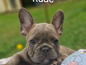 Französische Bulldogge Welpen