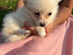 POMCHI Welpen (Pomeranian Zwergspitz x Chihuahua) 12 Wochen