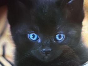 Babykatze mit blauen Augen weiblich zu verkaufen