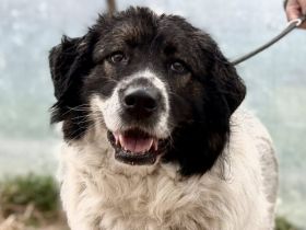 sanfte Tatami sehnt sich nach einem tollen Zuhause