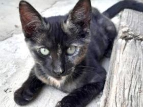 Luna, Bizcochito, Kenia und Rubius