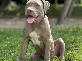 American XL Bully