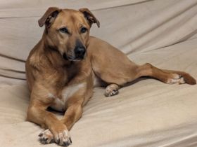 Finja sucht ein aktives Zuhause