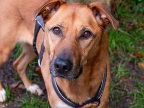 Finja sucht ein aktives Zuhause