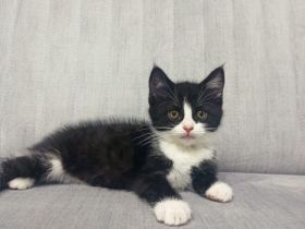 Britisch Kurzhaar Babys