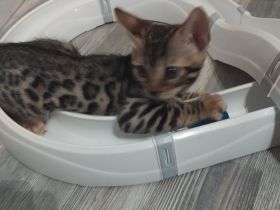 Reinrassige bengalkitten