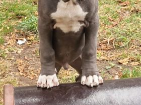 Cane Corso Italiano Saupacker