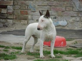 Suche MBT-Deckrüden!